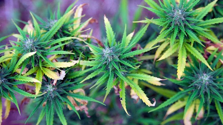 Cancer Institute Admits Marijuana's Power to Kill Cancer