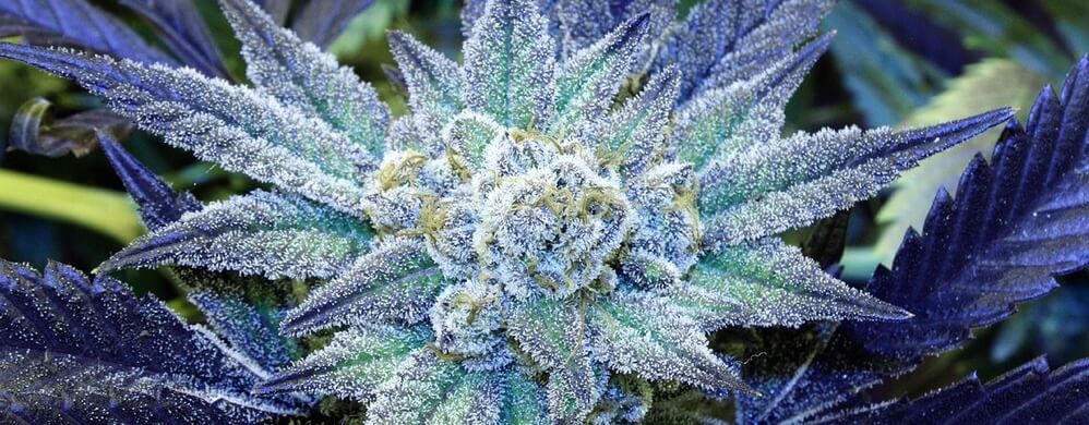 Blue Frost Strain