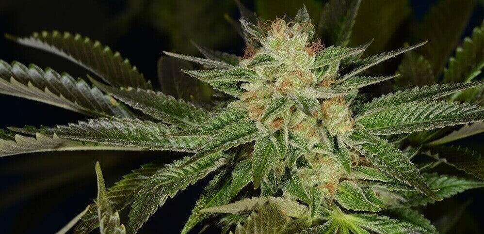 Headband Strain