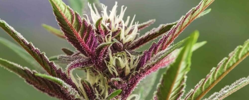 Purple Kush Cannabis Review | PK Weed Strain