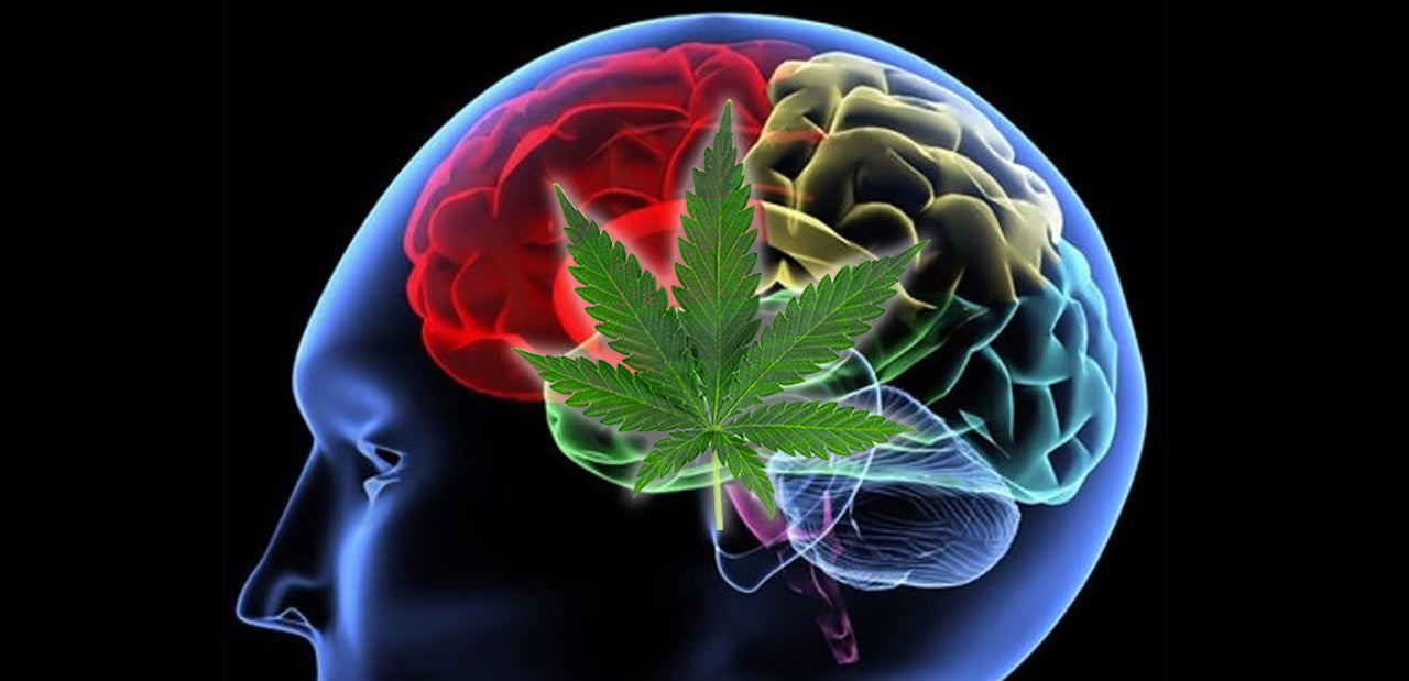 Weed leaf superimposed over a brain, image courtesy of CBD Follow on Instagram and enhanced by D and LK Weathers