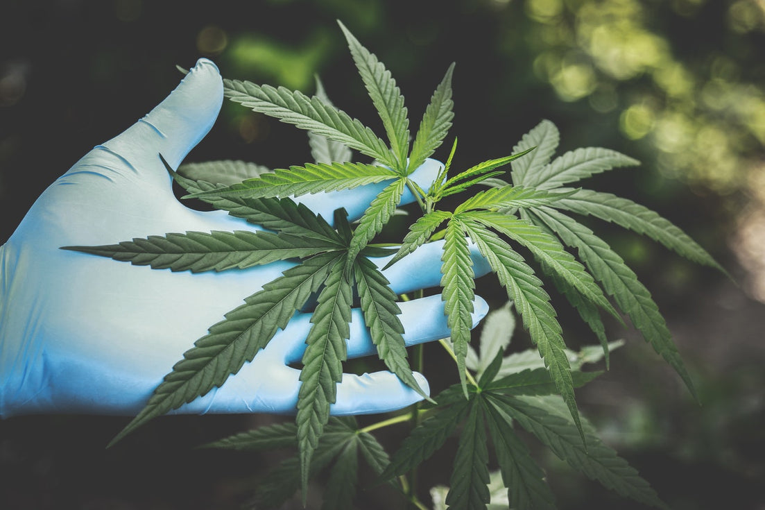 Why Is CBD Considered A Schedule 1 Drug