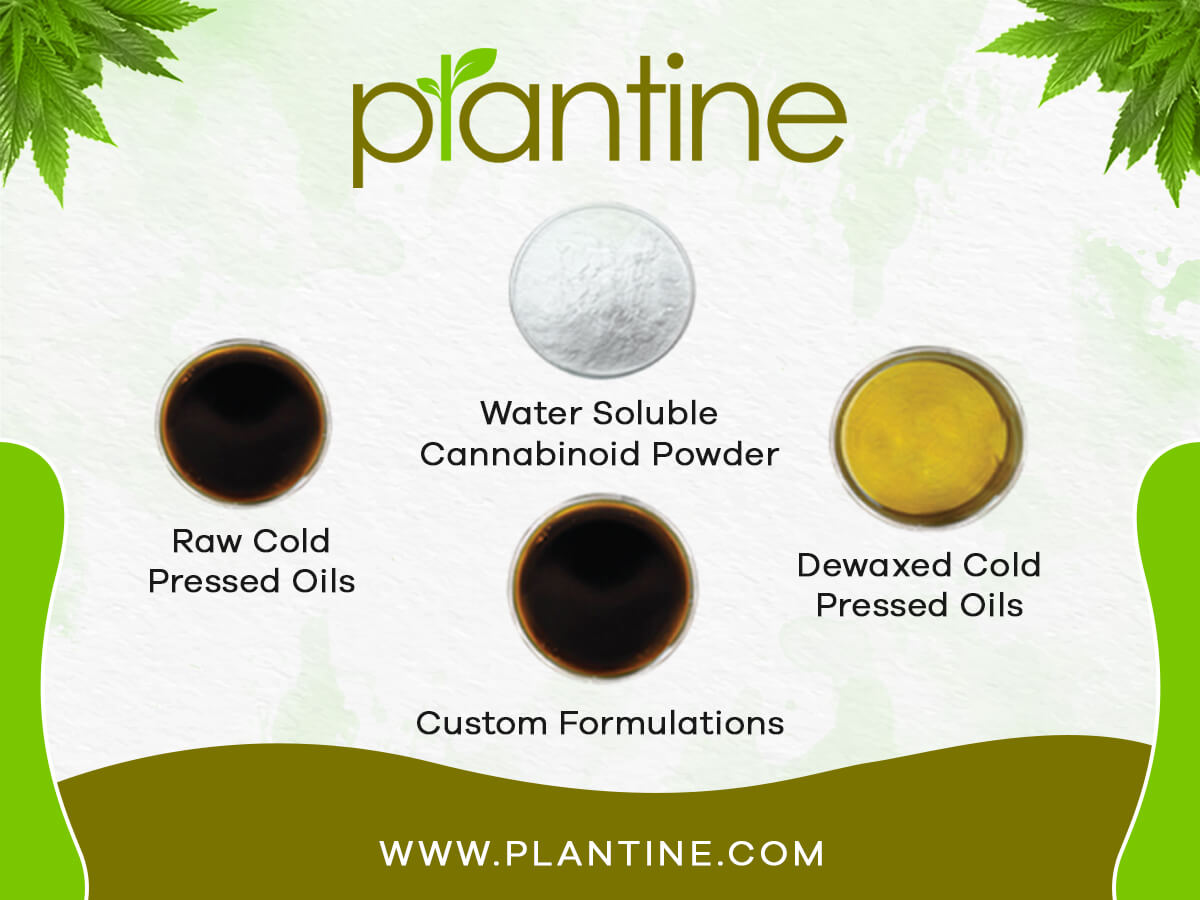 Your Natural Solution to CBD Oil: Plantine's Hemp Oils