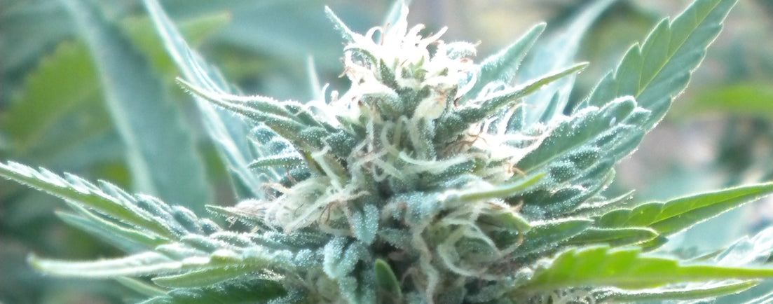 ak48 autoflower grow marijuana