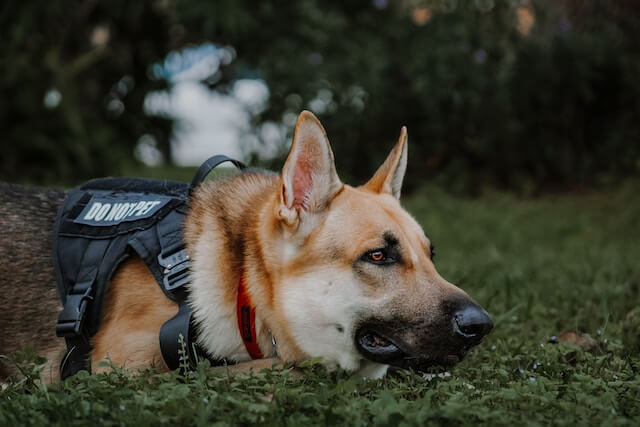 can drug dogs smell vape cartridges