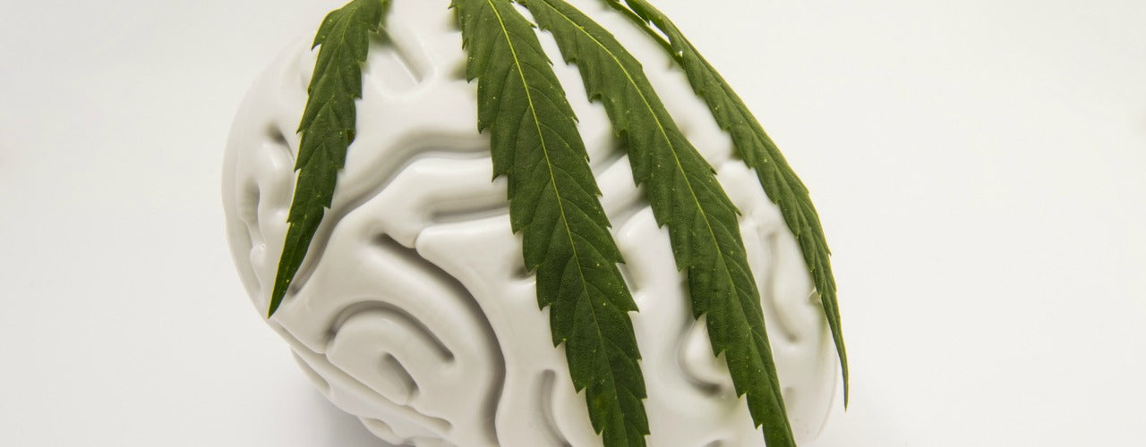 Cannabis as Treatment for Brain Cancer