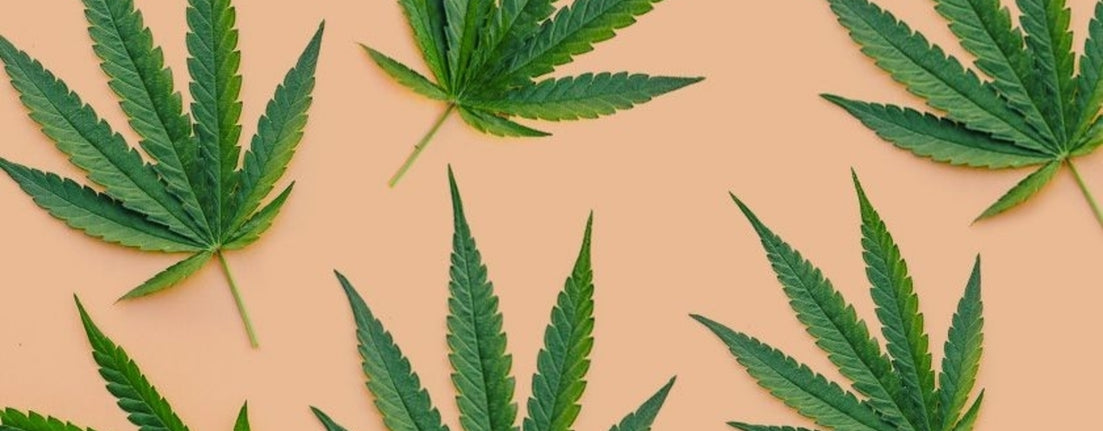 cannabis leaf ganja