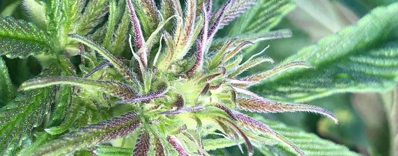 cbd cannabis grow 