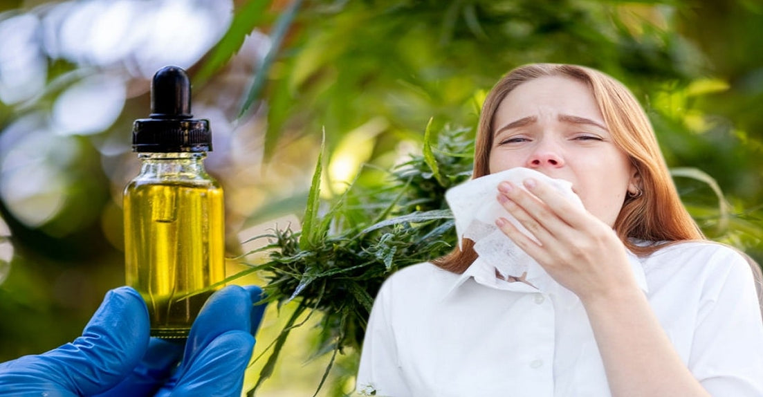 Taking cbd for allergies - 3 brands you need to try!