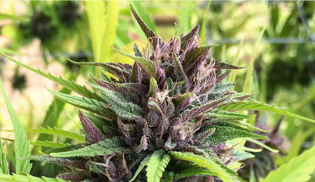 cinex marijuana weed flower