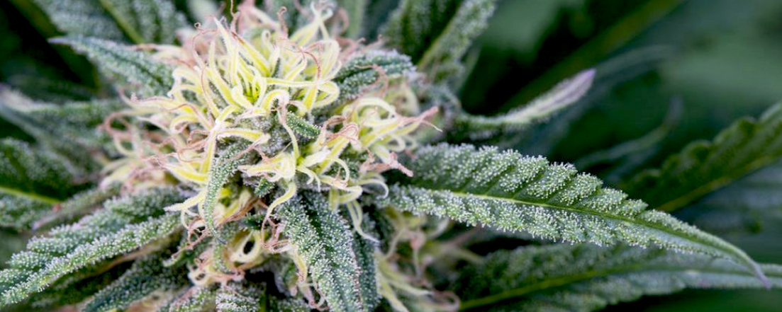 bright and colorful GSC girl scout cookie cannabis flower