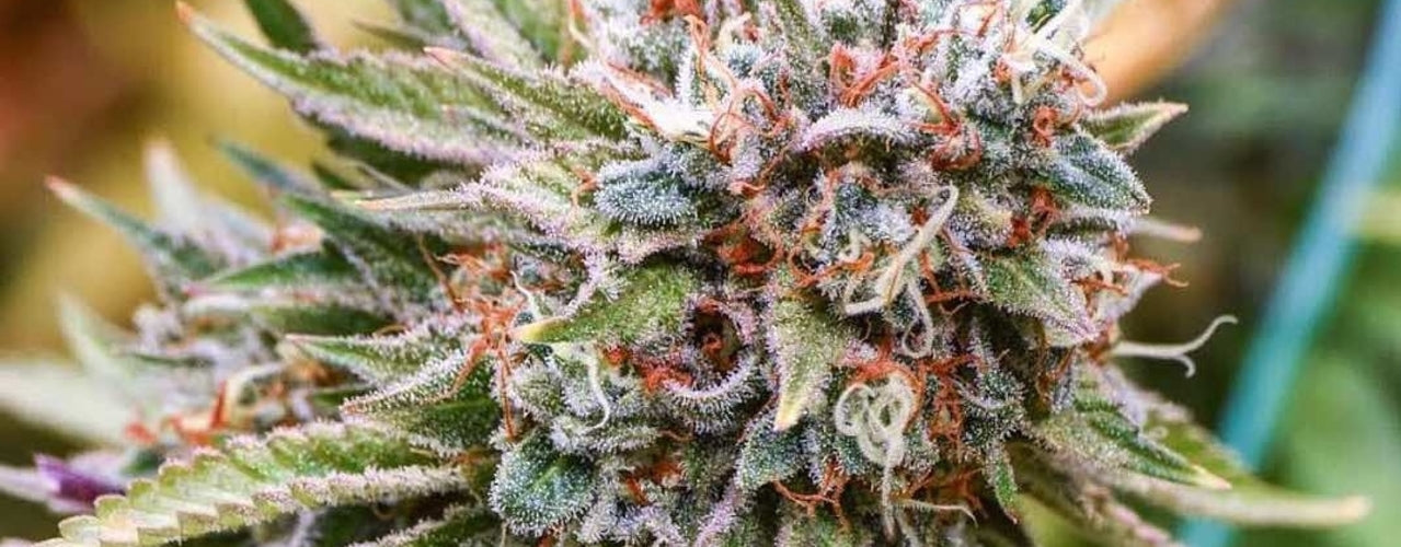 goji og marijuana hybrid