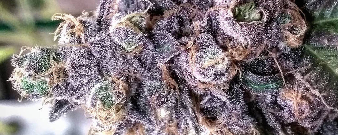 purple and crystal dank grand daddy purple strain