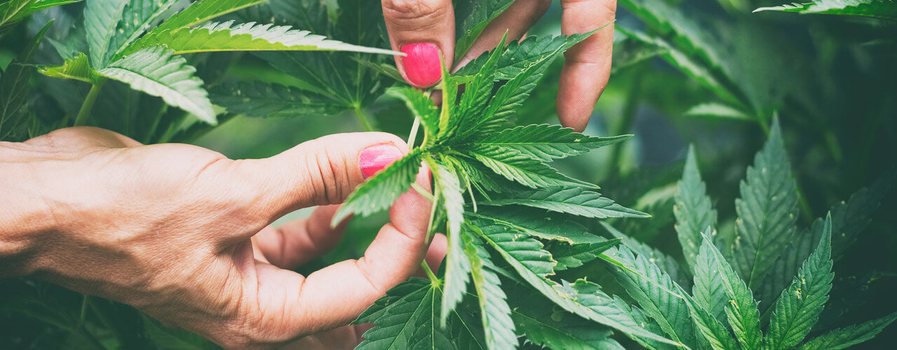 grow marijuana cannabis