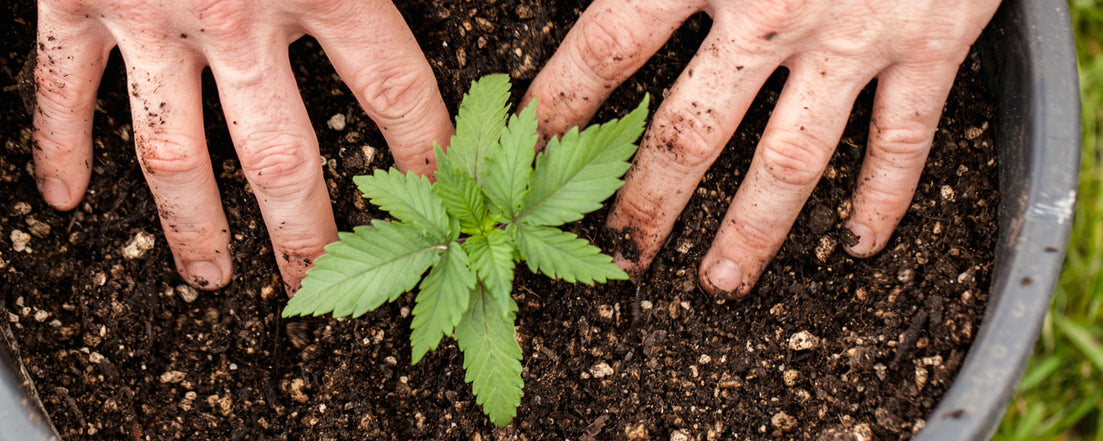 planting gardening marijuana