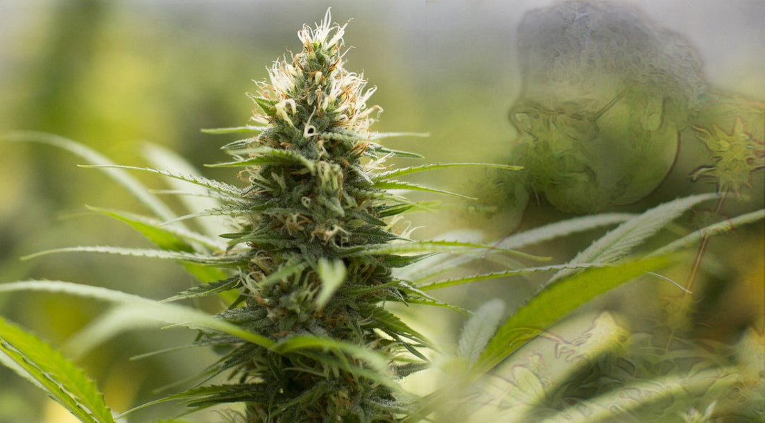 Jack Herer marijuana plant image with overlay of Jack Herer the man