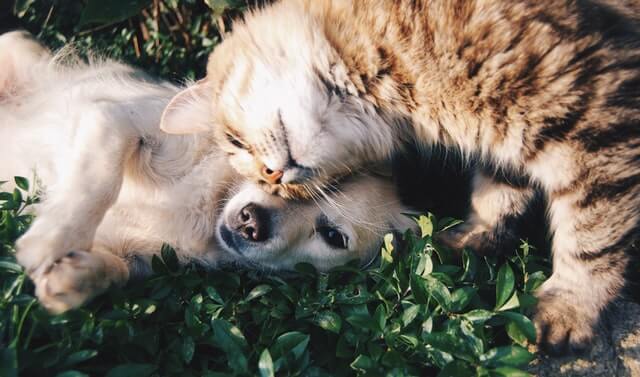 Top CBD products for pets