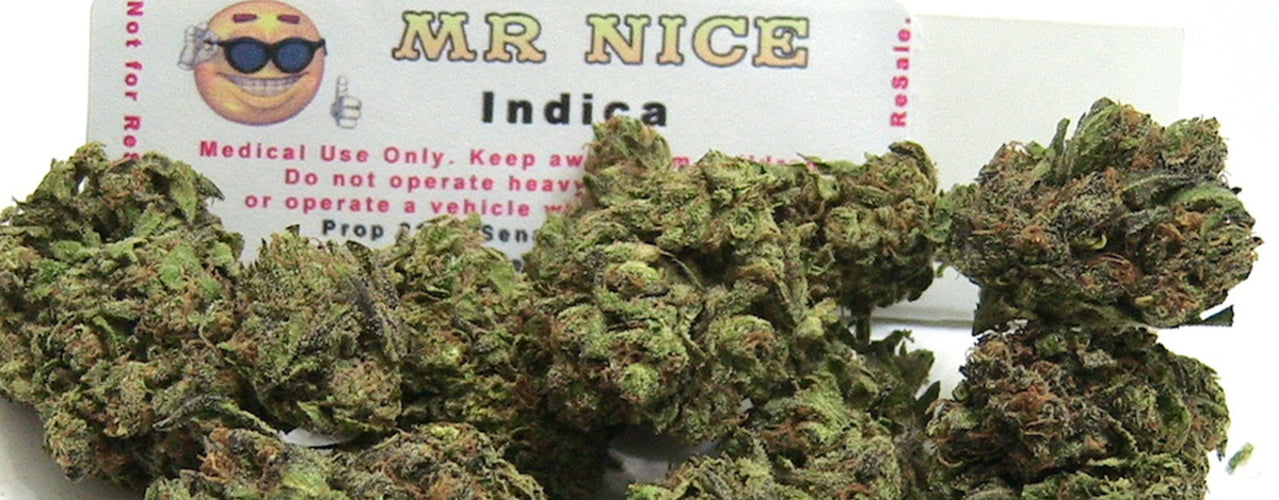 mr nice guy indica strain