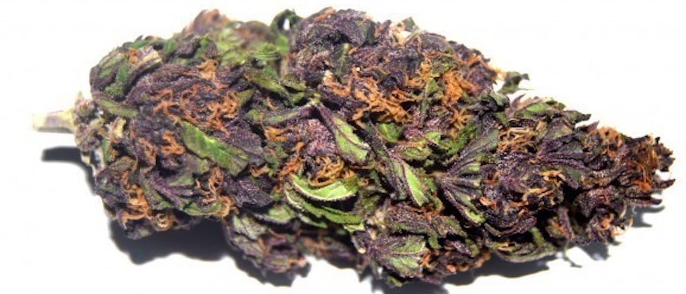 Purple haze