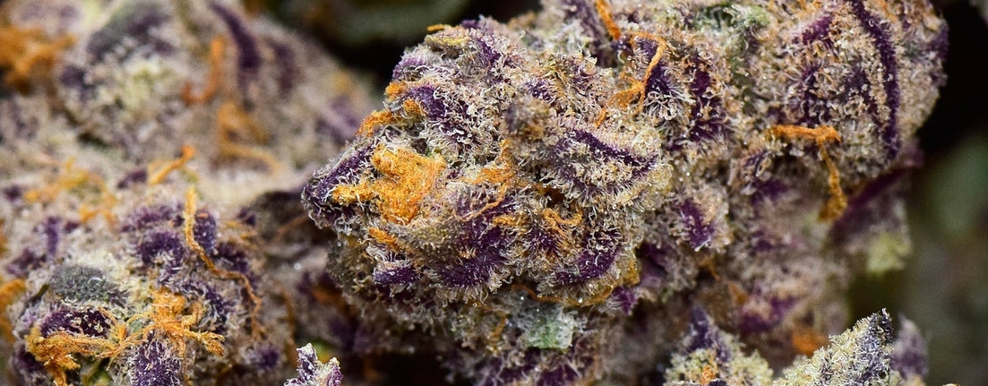purple punch kush weed