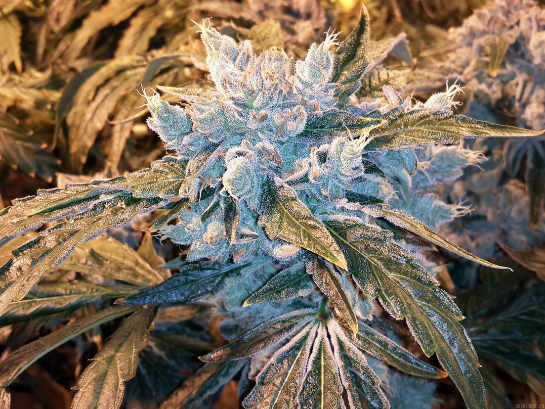 Skywalker OG Cannabis Weed Strain