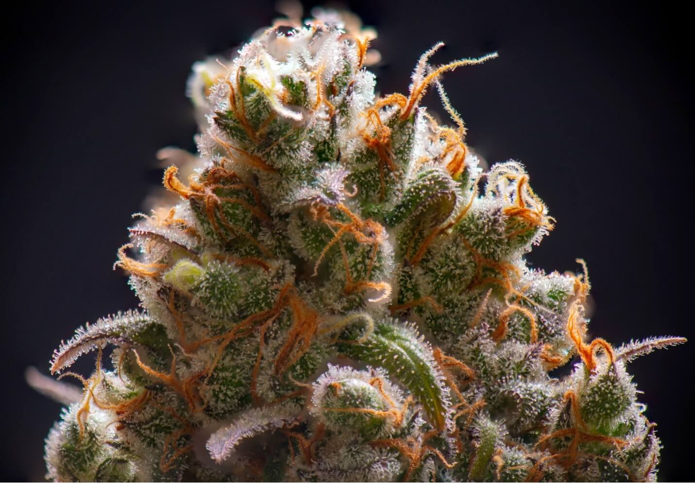 How Are New Cannabis Strains Created?