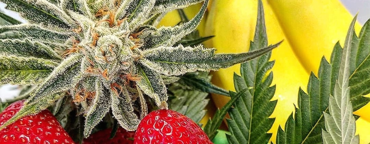 strawberry banana hybrid cannabis