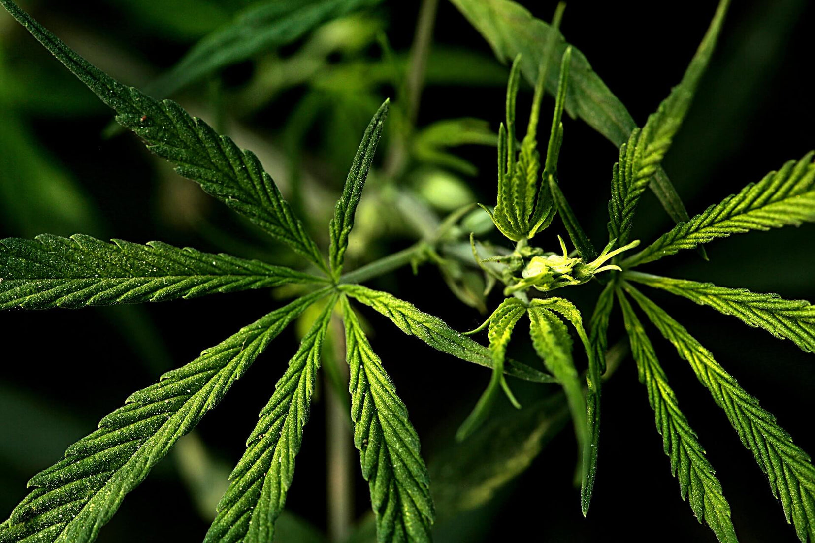 Is Marijuana Better Than Hemp? What’s the Difference?