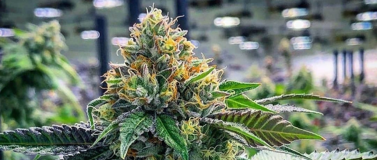 weed cannabis strain best