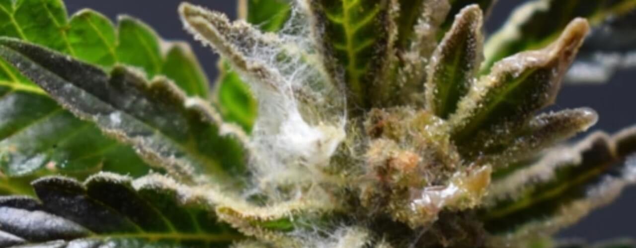 weed mold cannabis mildew