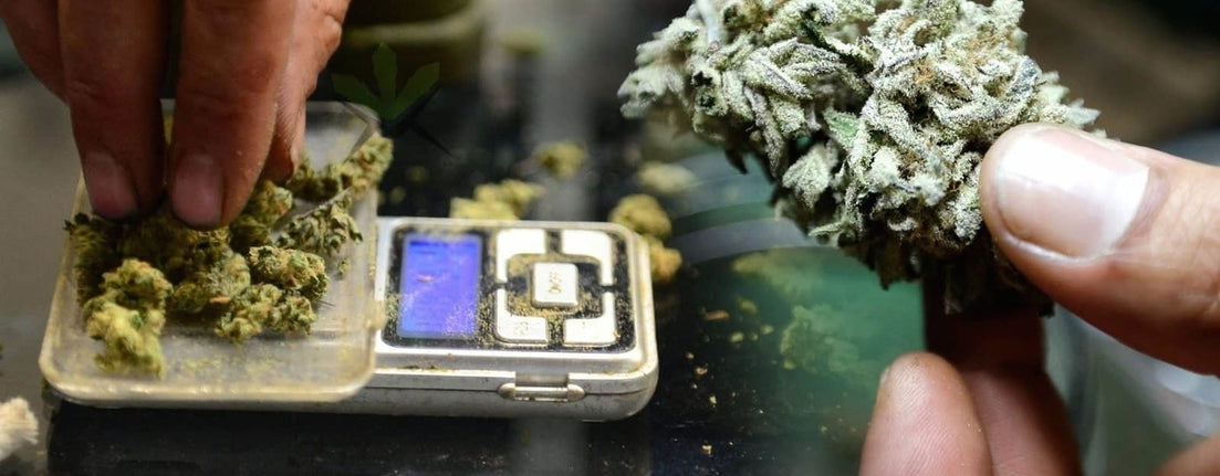 weed scale marijuana