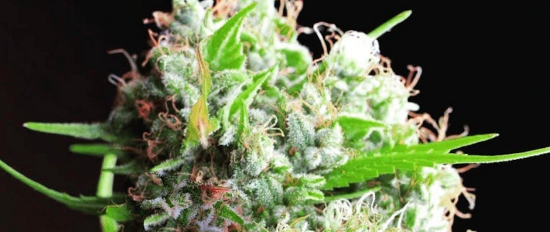 white rhino cannabis flower