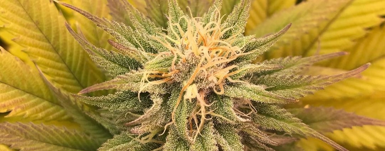 white widow grow flower strain