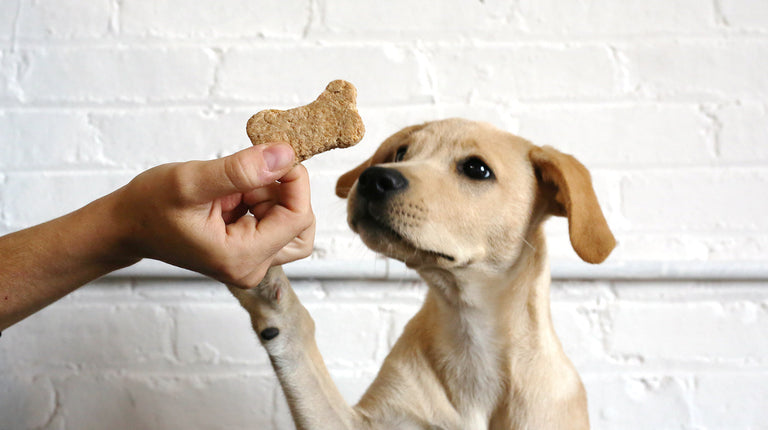 Cbd Dog Treats