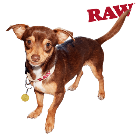 CBD for pets RAW Dog Collar